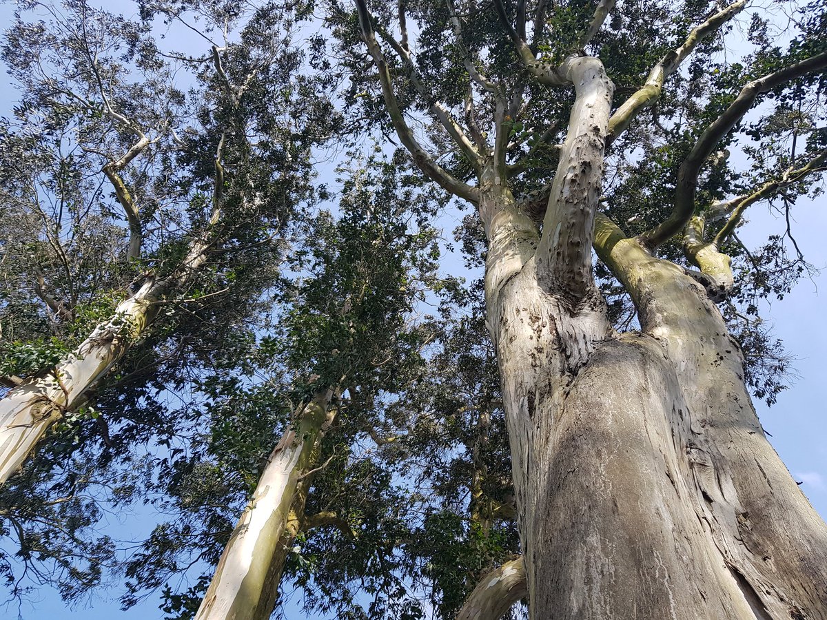 UnaTDuffy's tweet photo. And loved the epic, very hug worthy trees, the delicious @glastryfarm ice cream &amp; plant based cup @NTmountstewart https://t.co/QjMZq8TzR5