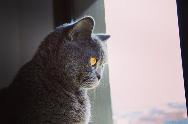 RonaldAndMarley's tweet photo. 👁Deep eyes👀 #kittylookbook #catsagram #catlover #caturday #weekend #april #sunnyday #sun #ronald #ronaldrules #britishronald #sirronald https://t.co/EcRkbLnMvq https://t.co/8kpfGVQrtr