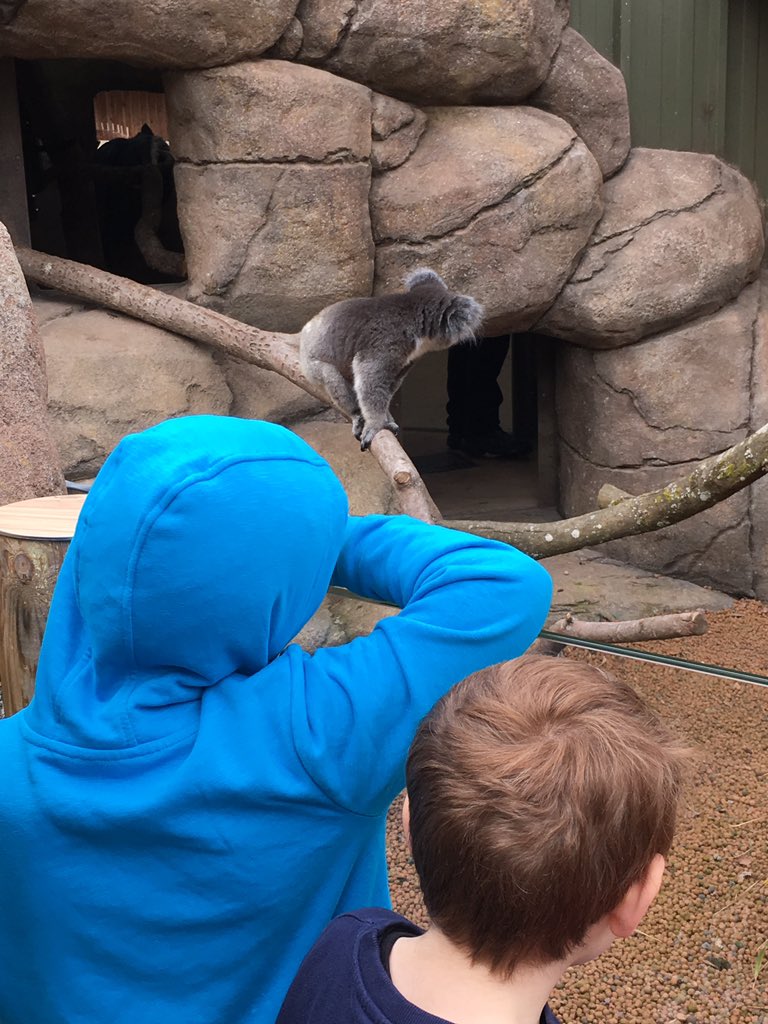 beccapaxman's tweet photo. @Longleat Such a special day seeing the koalas. My son LOVES them so we spent a lot of the day at Koala Creek. Fantastic facilities and friendly staff 🐨❤️ https://t.co/u9quSHdqrn