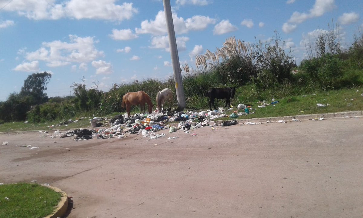 Vincha Rodríguez 2019 tweet media