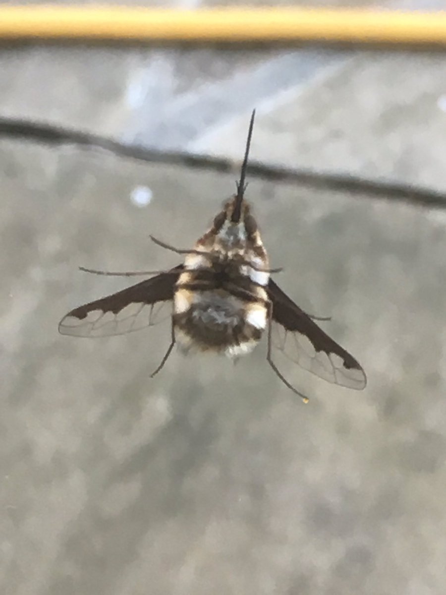 Victrix75's tweet photo. Just met this little chap. As I was photographing him he fell off the window and was dying. He’d got too cold. So I rushed inside and found him some honey. It worked like a #defrib and he perked up. Took him to the sunshine to warm him up. He flew off after 5 mins. ❤️ https://t.co/ZnHAivWjo7