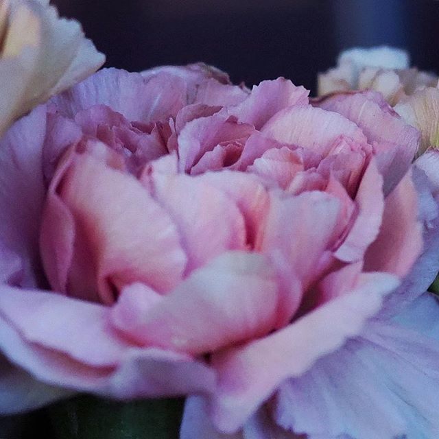 ivyoak's tweet photo. Trying out my new macro lens 😃 #nellik #grønnlilleaker #macro_vision #heart_imprint #gottalove_a #macro_brilliance #global_ladies #rsa_flowers #rsa_ladies #flowersandmacro #olympuspen  #flower_magic #tv_flowers #soulful_moments #flowerzdelight #softo… https://t.co/kbJEO0FvO9 https://t.co/GIoBFu4E7V