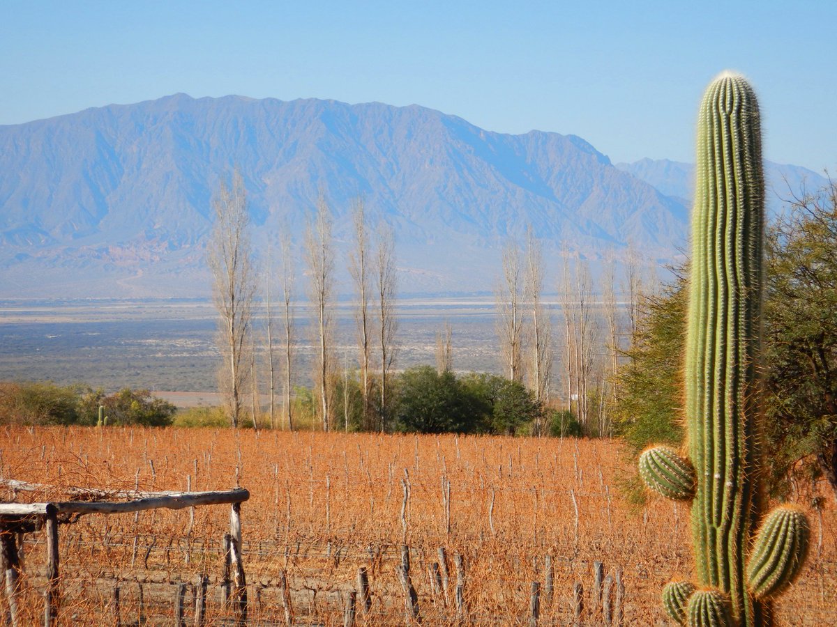 <a href="/quiz_viajero/">QuizViajero</a> En #Cafayate #Salta #Yacochuya.  Más precisamente en <a href="/Dgo_Molina/">Domingo Molina</a>.  Unas empanadas salteñas con un Domingo Molina, la mejor compañía y esta vista interminable.  Aunque la foto es de julio,  ahora debe estar más lindo, todo verde.