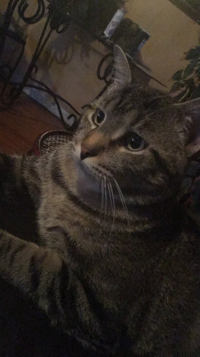 andregreenie's tweet photo. unsolicited cat pics https://t.co/J7kGhp0NoD