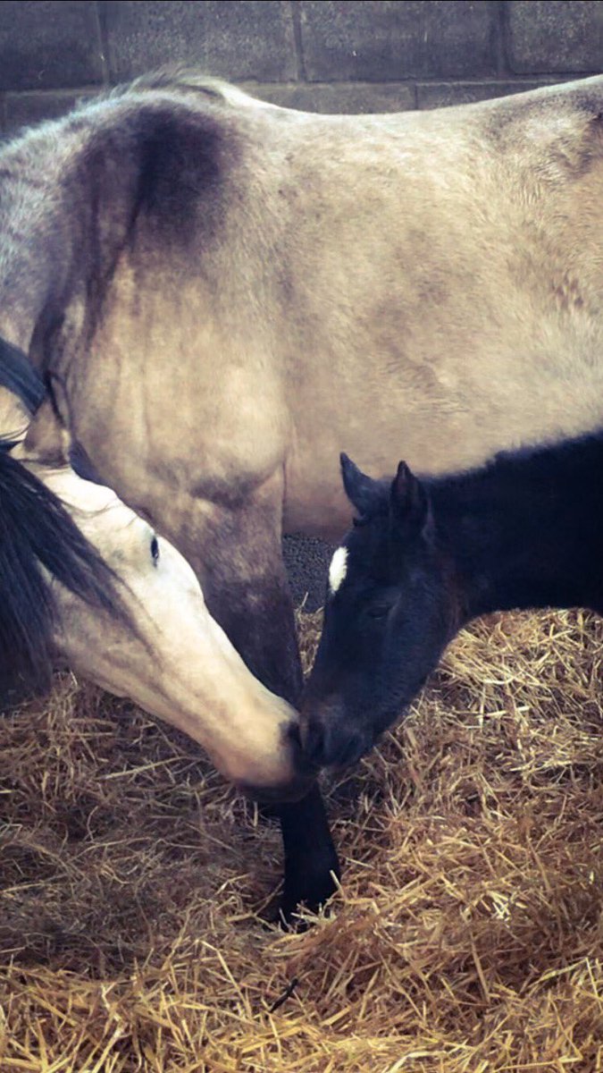 LizzieBlamire's tweet photo. #purestud #poweredbypure Pearl Class One Connemara Broodmare with her Colt foal this morning only just a few hours old, strong, shiny, happy & healthy as his Mum is fed on Pure Stud @PureFeed thank you for all your support #hollybushfarm #cumbria https://t.co/lQAi0lw29n