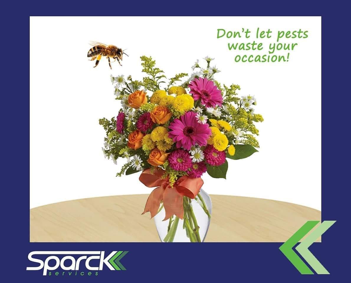 SPARCKservices's tweet photo. #Pest can #waste your #lovely #occasion #be_proactive in #preventing their presence. For information call #SPARCK on 76968666 - 71968666. Or visit https://t.co/cHwY3sqe21 https://t.co/sqqt1BTrJo