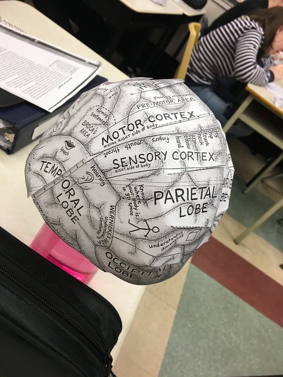 MissVennettilli's tweet photo. My #IAPS class has fun making their own #brains last week! #psychology #smartcookies 🧠👀 https://t.co/78Ey1kOs75
