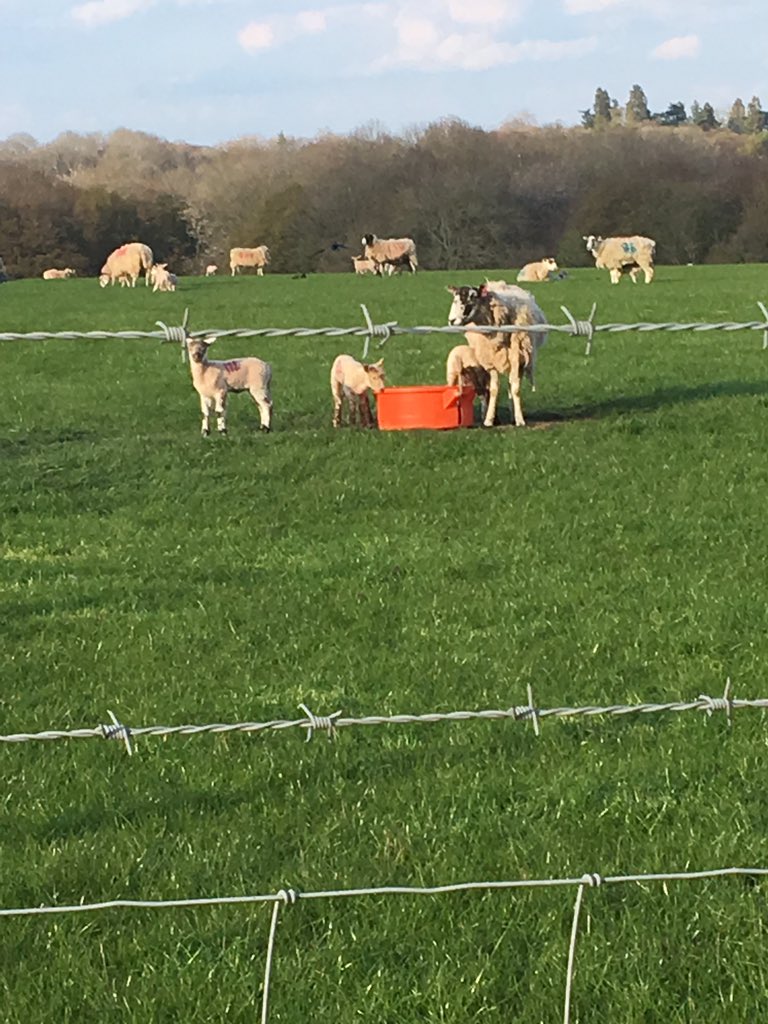 sprod_karen's tweet photo. Worst run in I don’t know how long. W8R3. On the plus side, I saw some sheep, and it’s the first run in 6 weeks I haven’t had to stop due to a coughing fit #NHS1000miles #legsoflead @thisismichaela https://t.co/Xr8PUXvdbD