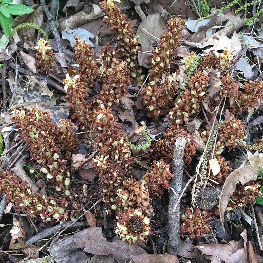 caitlin_e_conn's tweet image. This is one of the best days of my life! Found my first #parasiticplant from the Orobanchaceae! Many thanks to Kimmy for helping me improve as a naturalist, and to #captaind for being an outstanding #fieldassistant. #conopholisamericana #ScienceIsForEveryone #evendogs