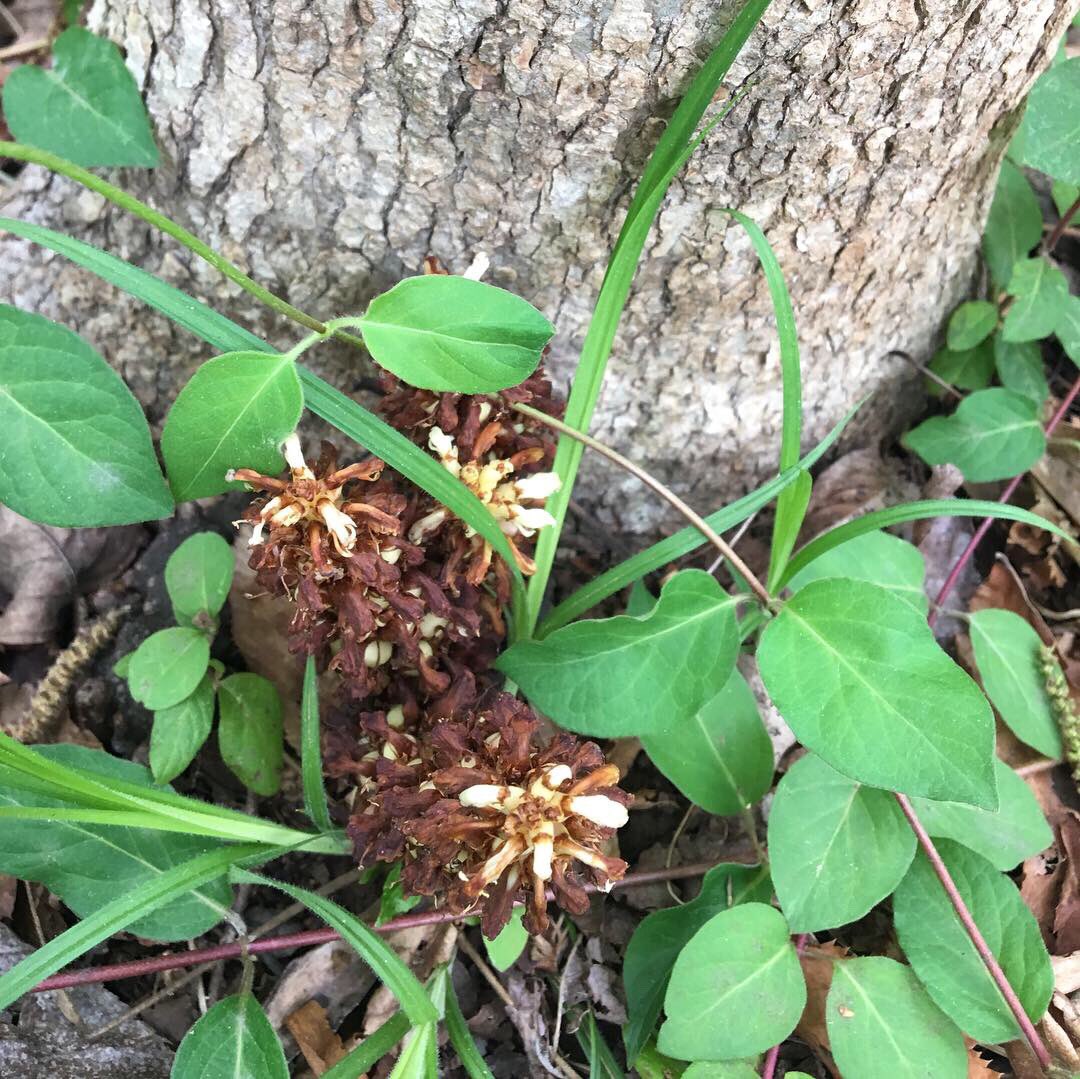 caitlin_e_conn's tweet image. This is one of the best days of my life! Found my first #parasiticplant from the Orobanchaceae! Many thanks to Kimmy for helping me improve as a naturalist, and to #captaind for being an outstanding #fieldassistant. #conopholisamericana #ScienceIsForEveryone #evendogs
