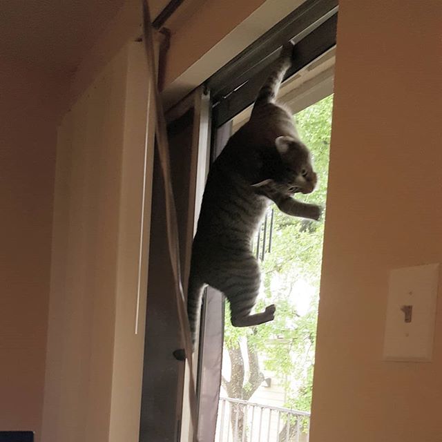MzHartz's tweet photo. *hears scratching from the other room* What's Riker getting into now? ...oh. #terriblecat #catsofinstagram #makecatso https://t.co/yZT7MmaRfL https://t.co/TbCGA7iSPt