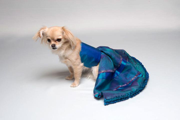 furdrobe's tweet photo. Molly models our gorgeous blue Paradise Shine 
#dog #dress: https://t.co/x80saNKmoa     #dogsoftwitter #handmade #fashion https://t.co/KZ6b5bKpJc