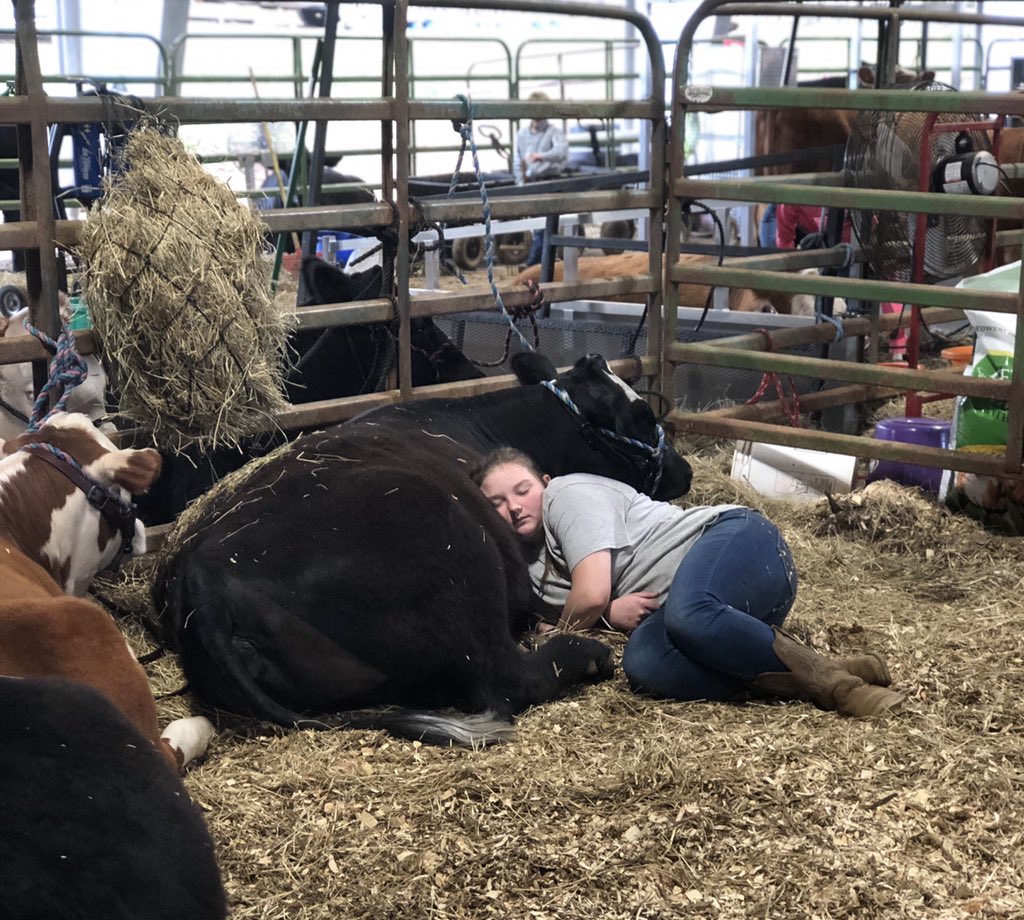 SarahRRhymer's tweet photo. WNC Jr. Beef Spring Fling off to a good start for @ffa_brevard . Lily Harris &amp; Matthew Skinner showed our beef heifers today &amp; tomorrow is the pig show. Great way to spend spring break! #BHSFFA https://t.co/lAMQGtWNjd