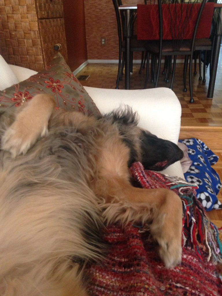 DebborahEvraire's tweet photo. Early morning walk; a great lunch and its nap time! #OttawaSpring #LazySaturday @BezzyCheeky @Sapphirevraire https://t.co/hH4qB1mWwZ