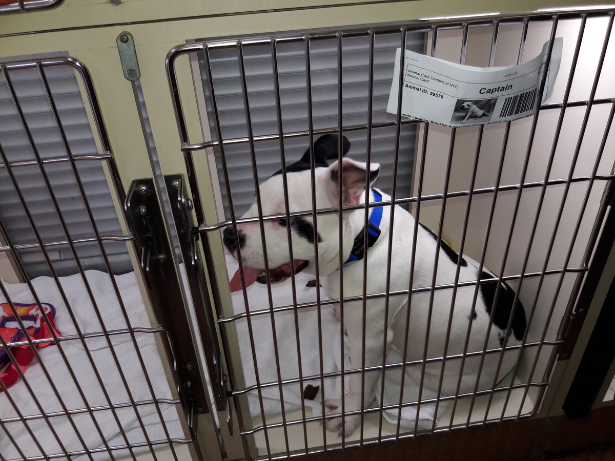 NYPD113Pct's tweet photo. Happening Now:
@NYCACC Pet Adoption Event.
#113Pct #CommunityPartnership
#NYPD https://t.co/FArOJAVQxJ