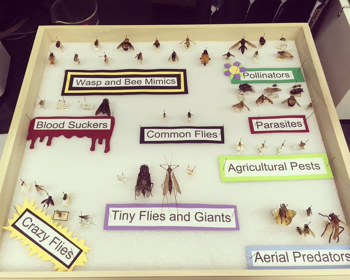 At #CalDay talking about the wonderful world of flies! #scicomm #teamdiptera
