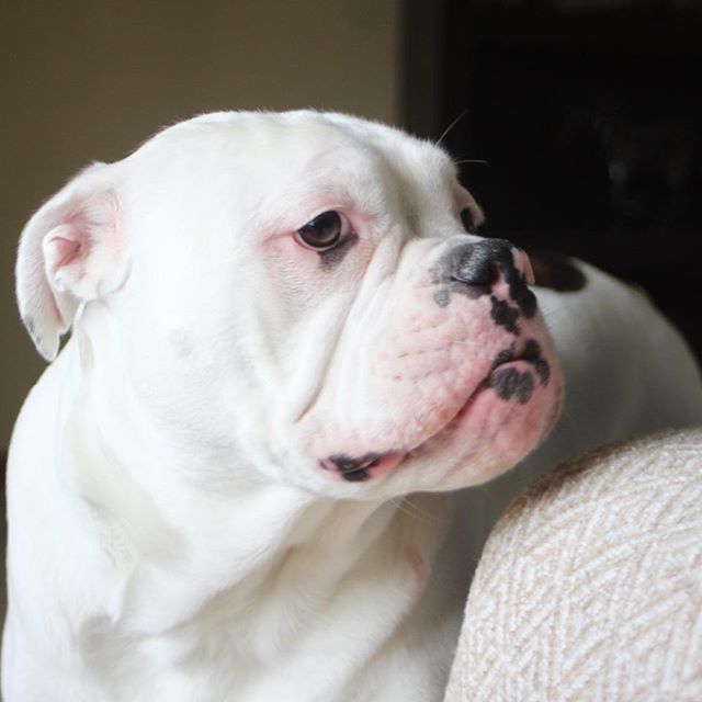 CaponeCreative's tweet photo. “My sunshine doesn't come from the skies. It comes from the love that's in my dogs eyes.” 🐶 Unknown .
.
.
.
#orijendog #petflow #alapahabluebloodbulldog #instagood #pupsofinstagram #bulldog #bulldogsofinstagram #dogsofinstagram #mybestfriend #puppy #cute #myunicornlife #flas… https://t.co/S62hd4HGsX