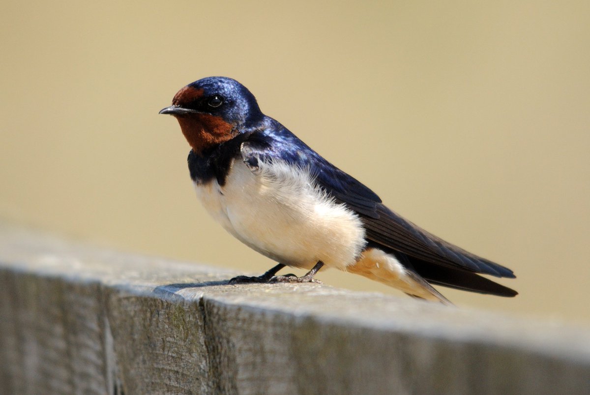 Swallows have been spotted in #Shropshire, after flying 6,000 miles from Africa - a journey which will have taken about 6 weeks. Let us know if you have seen any!
Find out more about Swallows here: ow.ly/Po5030opqbj 
(c) Amy Lewis #happysaturday