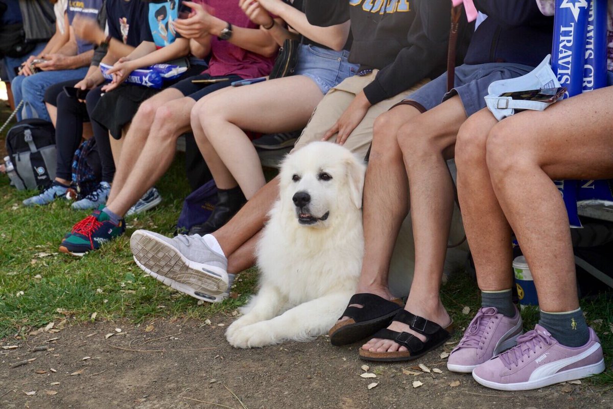 ucdavis's tweet photo. A few highlighted from the @ucdpicnicday parade! #PicnicDay105 #DogsofPicnicDay https://t.co/I1QtsX651H