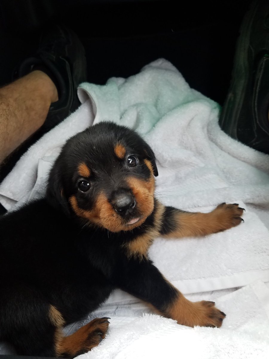 luna_1093's tweet photo. @B_Gowan597 @mandithommen @thedogist This is my rottie pup! https://t.co/f6I4T3k2iR
