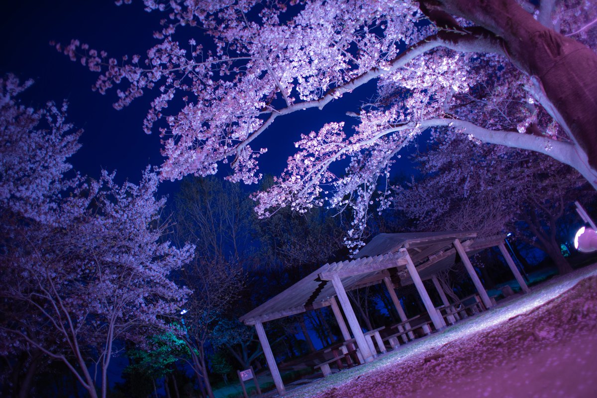 IIDACAMERA1's tweet photo. #桜を見る会 #夜桜 https://t.co/as4pGL0YiS