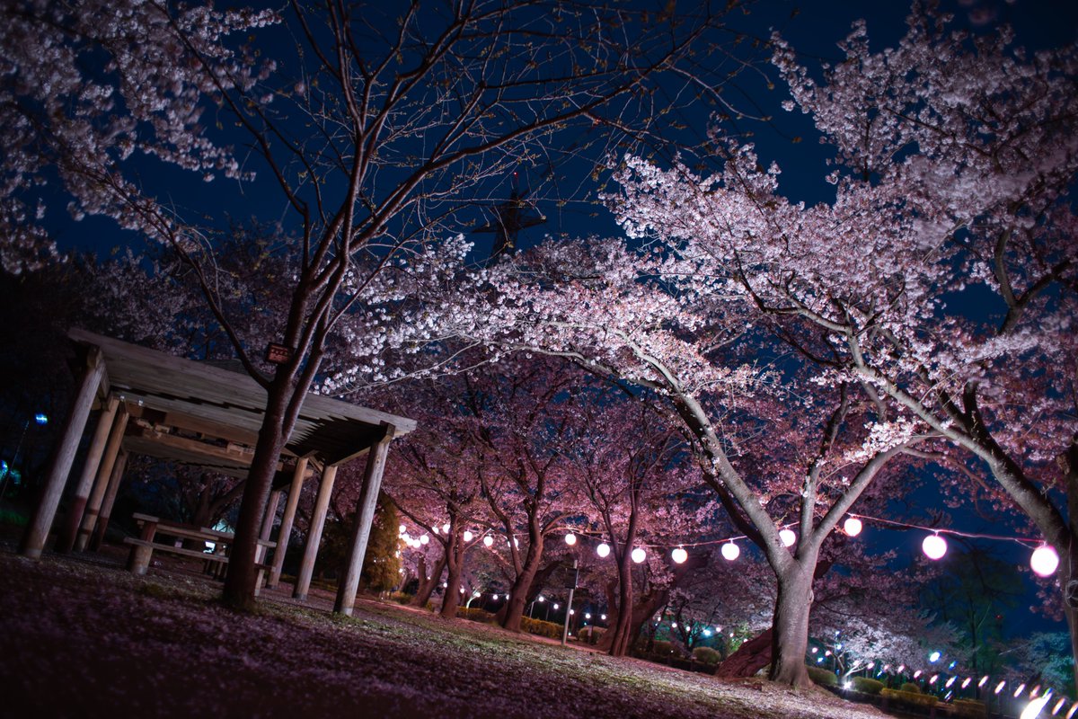 IIDACAMERA1's tweet photo. #桜を見る会 #夜桜 https://t.co/as4pGL0YiS