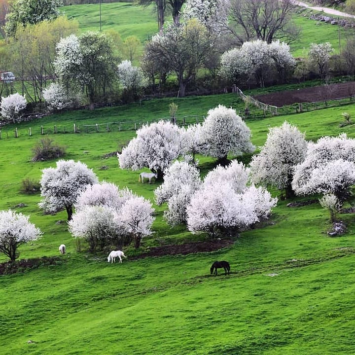 aydintufekci43's tweet photo. Bir doğa harikası: Artvin-Şavşat.
 Karagöl'de suya düşen gölgede yaşamak isterdim.
Foto: Anonim https://t.co/meIU6Cuobo