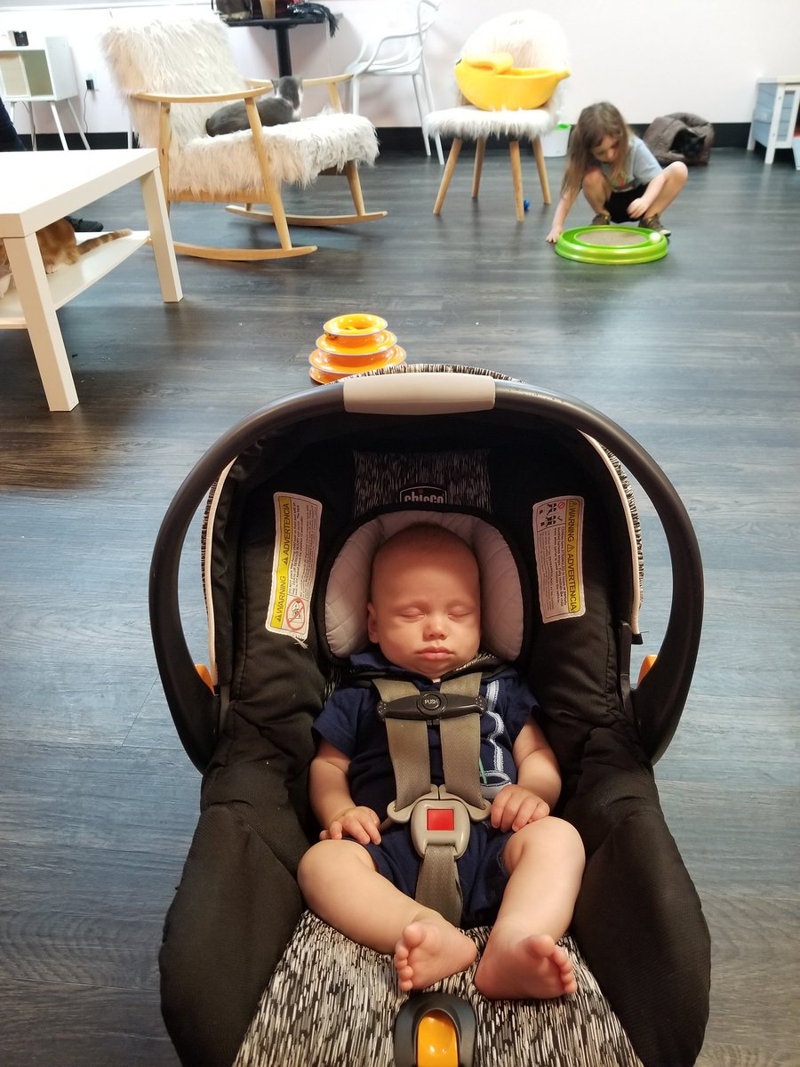 CallMeCrunchyFL's tweet photo. A great day at the Tally Cat Cafe! 🐱 #ihearttally https://t.co/6Yi5iUtoZ1