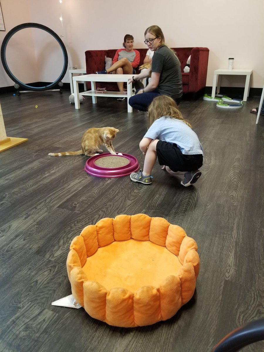 CallMeCrunchyFL's tweet photo. A great day at the Tally Cat Cafe! 🐱 #ihearttally https://t.co/6Yi5iUtoZ1