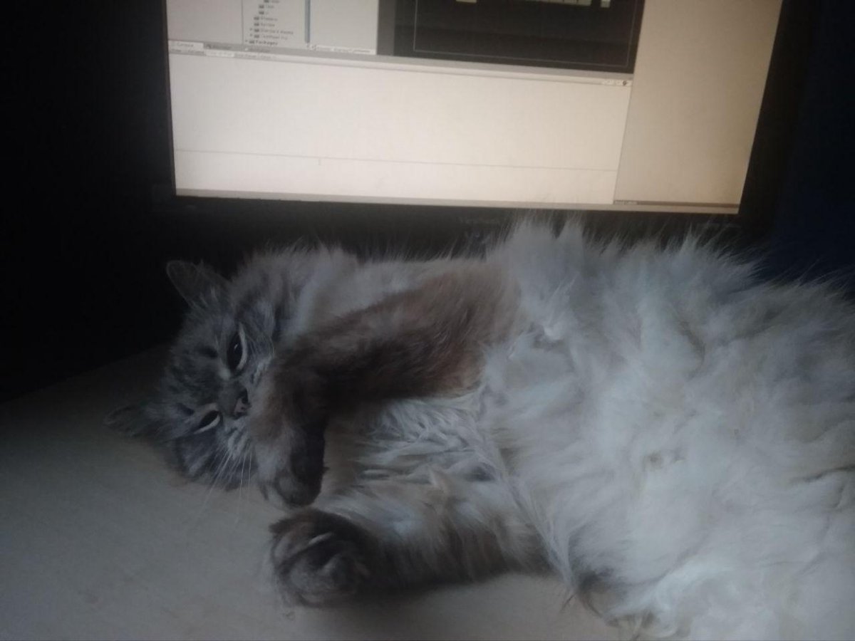 WithDiscount's tweet photo. Meet my QA member #cat #catwithjob #screenshotsaturday #gamedev #indiedev #pixelart #madewithunity #surviversleftx https://t.co/Y7tkVYDfjA