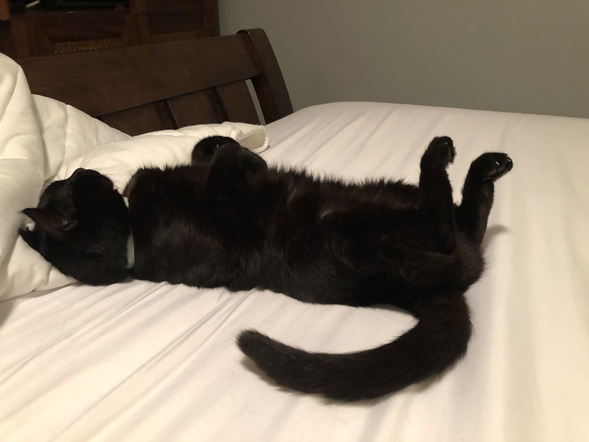 bigAL015's tweet photo. This panther can always find the fresh clean sheets to lay in. 🤣 #blackpanther #panthercub #blackcatsrock https://t.co/EytzXq5lAv