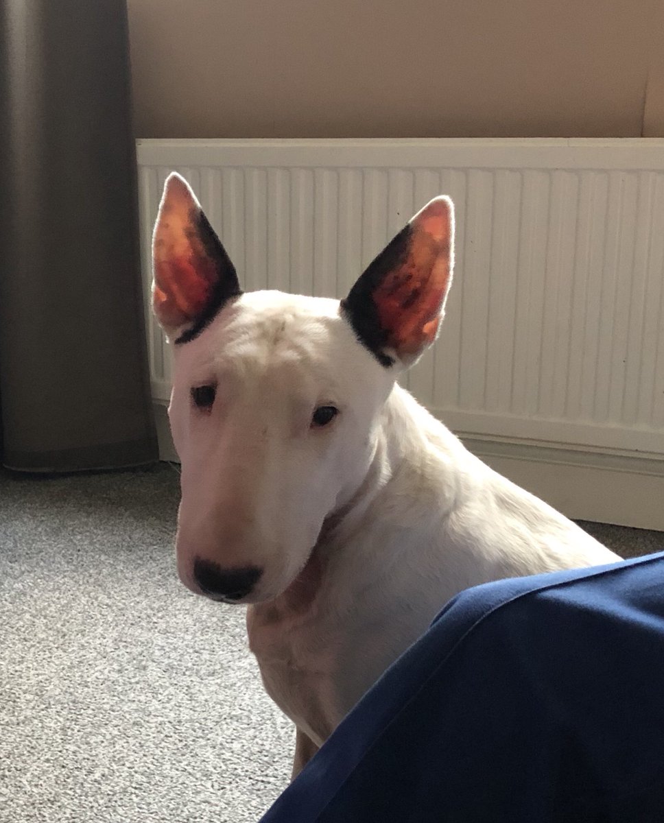 SarahBrierley10's tweet photo. Look at that little face 😍😍😍😍 #chancethebullterrier https://t.co/tYUiLdR3e0