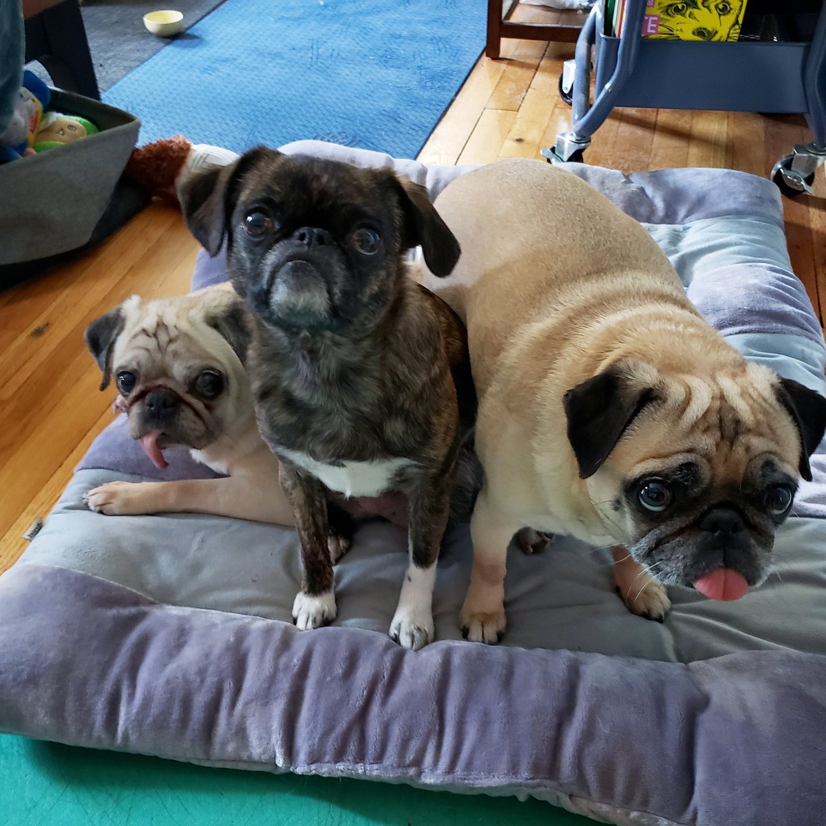 funaek's tweet photo. "The floor is lava. Now please excuse us while we go on a magic carpet ride."
#grumble #grumblehuddle #grumblesquad #monkeyinthemiddle #magiccarpetridepugs https://t.co/KVkN4jJ1Ad
