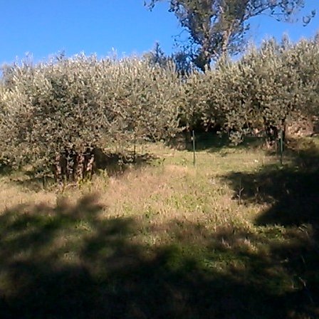 Yo Monteolivo🇪🇺🇮🇹 Umbria Italia. tweet media