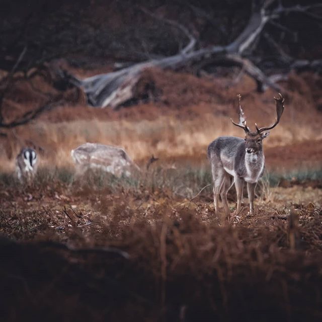 EmilienGigandet's tweet photo. Peut-être que la prochaine photo d'un animal que je poste est celle d'un ours blanc au Svalbard #deer #nature #animals_magic https://t.co/42qvvE1nOg https://t.co/3sMWrSYfbE