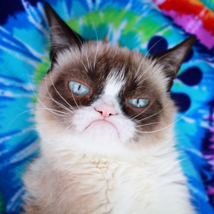 Grumpy Cat Le Chat Le Plus Celebre Du Monde Est Mort