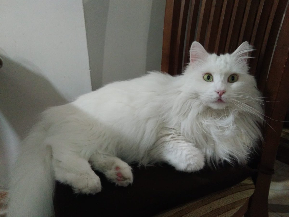 apapeludosos's tweet photo. CASO EXTERNO

Este gatito se queda en la calle. A su dueña se la llevan a una residencia y se queda en la calle. Es un amor y tiene 4 años y esta esterilizado y vacunado.
Esta en Cordoba pero puede viajar
Telef. 627383925 @Congatos @Ayudaungatito @lunagatunasalam  @GatitosyGatos https://t.co/HyzAPFTwWD