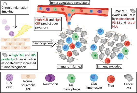 EurUrolFocus's tweet photo. Defining the Tumor Microenvironment of Penile Cancer by Means of the Cancer Immunogram https://t.co/mk2JWmk7nX https://t.co/WZxiXHqfPE