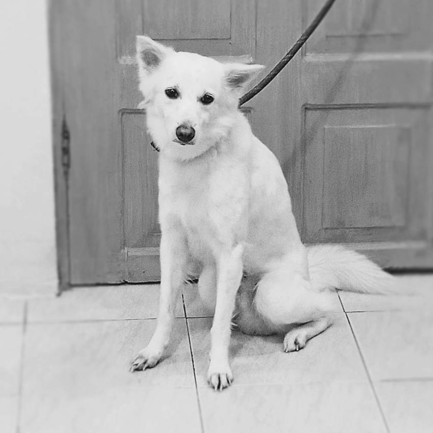 TheGracefulMist's tweet photo. Grace's Open Book: Hopefully Content
READ: https://t.co/YMv0CvQBuq
#Blog #Dog #OnlineDiary #TheGracefulMist https://t.co/eT6Kdq9jbV