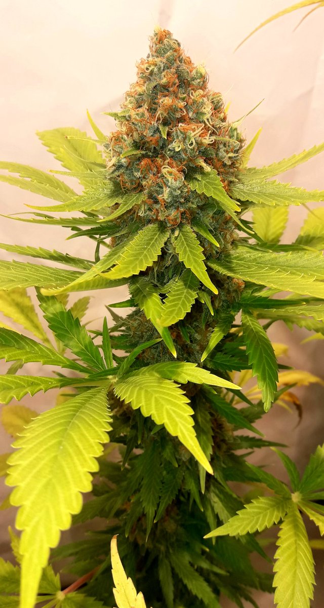 AdrycManellson's tweet photo. Weed Noche ya Verde Mundo, con #Leanan @GreenbudSeeds y #MatanusK @GeaSeeds #LEC315Wts+#LED #Spectron apoyo #RefBlanca, @HydroGardenLtd y @spiragrow,
Mi Hada, la #Crew #AdrycManëllsonTesterTeam @HempCropEs y yo Os Saludamos y Deseamos Magnífico fin de semana,
Paz, Olas y Semis😎 https://t.co/I0oYu7x67U