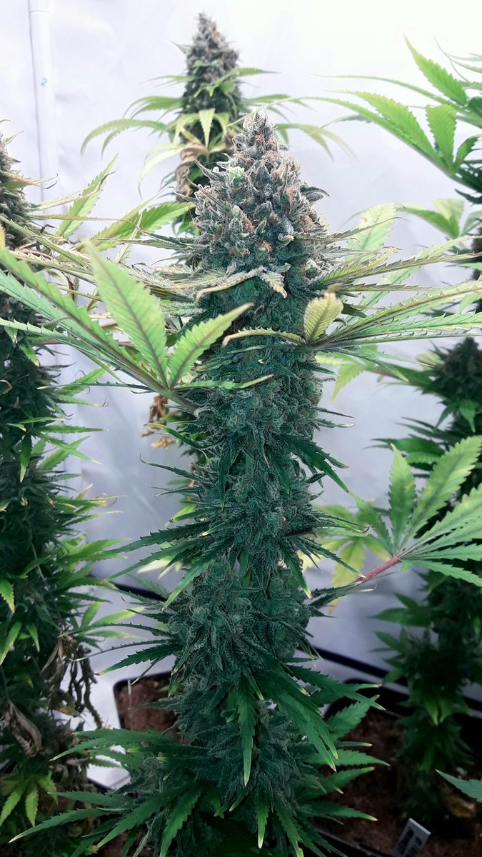 AdrycManellson's tweet photo. Weed Noche ya Verde Mundo, con #Leanan @GreenbudSeeds y #MatanusK @GeaSeeds #LEC315Wts+#LED #Spectron apoyo #RefBlanca, @HydroGardenLtd y @spiragrow,
Mi Hada, la #Crew #AdrycManëllsonTesterTeam @HempCropEs y yo Os Saludamos y Deseamos Magnífico fin de semana,
Paz, Olas y Semis😎 https://t.co/I0oYu7x67U