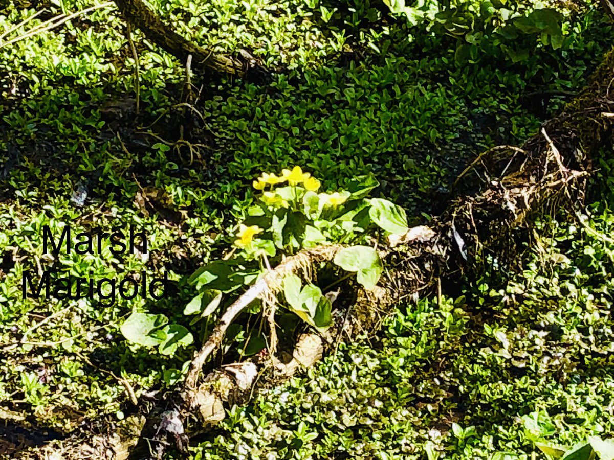 DWZ44's tweet photo. Wellness found: Saturday morning in the Retzer Nature Center...birds, bugs, snakes, turtles, salamanders, frogs, Marsh Marigold and stink cabbage. Immediate results! #RetzerNature https://t.co/3keoSdf079