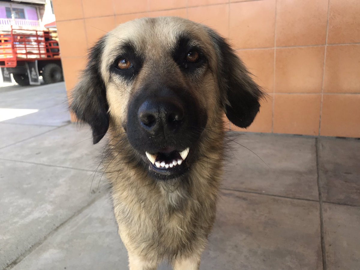 rachelpolish's tweet photo. We visited several rural towns far from Peru’s major tourism and commerce centers. Here are some scenes from these villages, including colorful food stalls and some of the faces of people and dogs that touched my heart. ❤️ #peru #grateful #seetheworld #rurallife #facesofperu https://t.co/c79Myil3tS