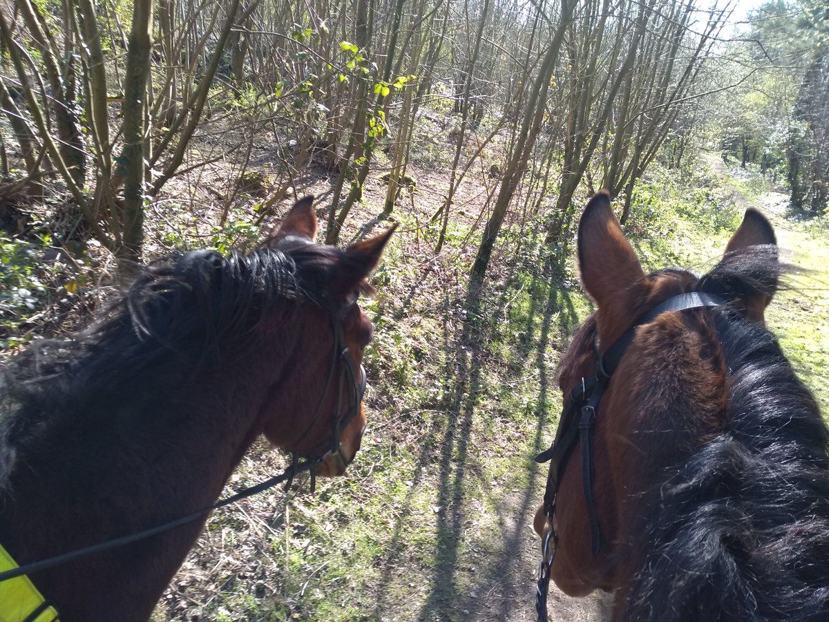 ATeonow's tweet photo. Best therapy #Horses #therapy #outdoors #truelove #purejoy https://t.co/dZsoRPzTs7
