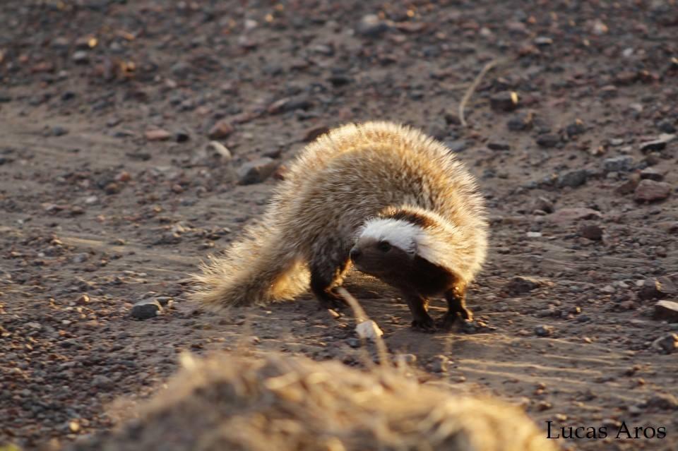 Huroncito Patagonico (L.patagonicus) 😍💗
Aunque parecido al Quique o Hurón chileno (G. cuja) se diferencia de él por su menor tamaño, cola + corta, pelaje + largo, nuca casi negra y banda blanca frontal + ancha
Habita en cordillera de las Regiones IX y XII
Conocer para proteger