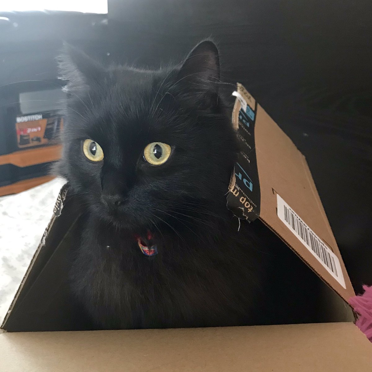 kodathekitten's tweet photo. Happy Caturday, everyone 😻
#BlackCats
#CatsInBoxes
#PanFurSquad https://t.co/9AxlPzQWPK
