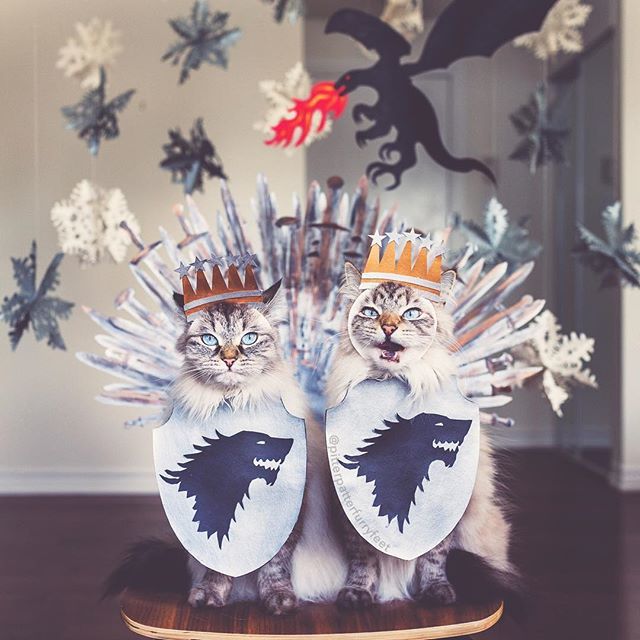pitpatfurfeet's tweet photo. Who’s excited for the end?
(📷: @hollysisson)
#cat #Siberiancat #framedfurryfaces #GoT #gameofthrones @bestmeow #bestmeow #whpvibes ~
FB: Pitter Patter Furry Feet 🐾 https://t.co/U4SY41nkvj 🐾 | 👻 pitpatfurfeet 👻 https://t.co/xOqxfyJ09Y https://t.co/QwBYaAnqSx