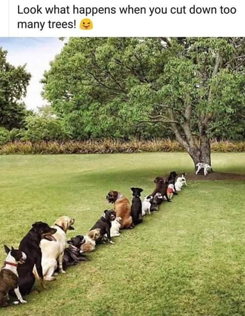 Neilfan12's tweet photo. 🐩 #Women #GoToBathroom #InGroups 🌳 https://t.co/meDxBIcZ5b