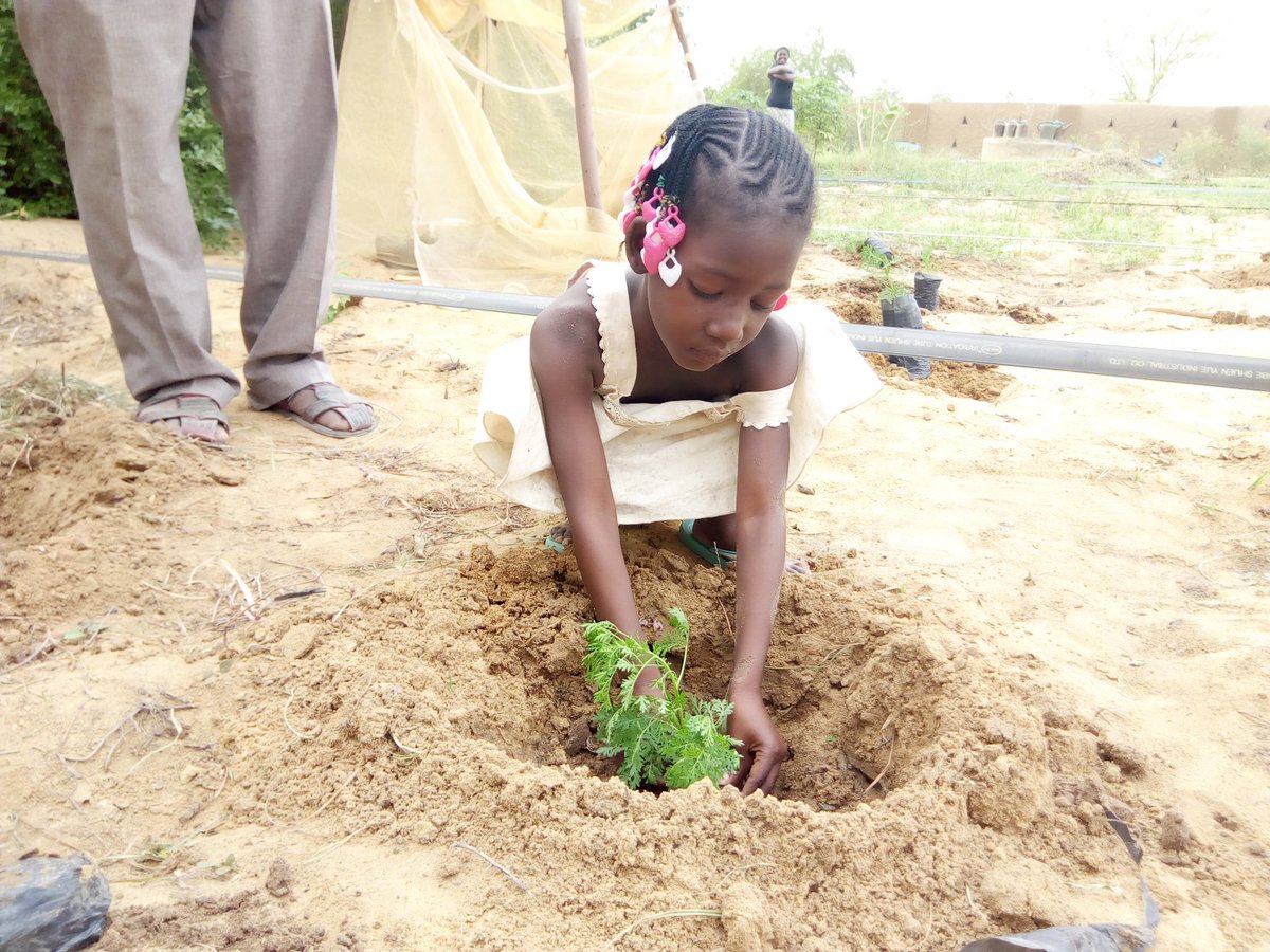 AlfaroTraore's tweet photo. Votre soutien nous permet d'augmenté plus de personnes dans le combat contre le paludisme 
Car apres la crise securitaire du nord Mali les femmes enceintes et les enfants sont les plus touchés du paludisme 
Chaque fille 1 plant Artemisia 
Maison artemisia Gao https://t.co/pBo4peh3Kz