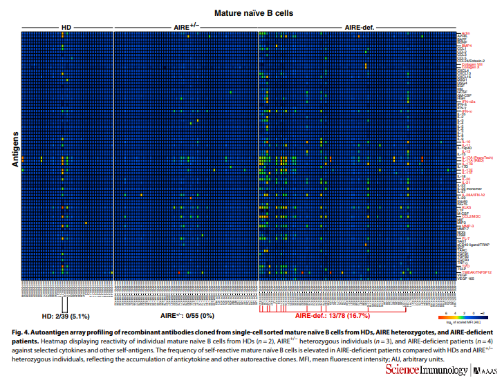 ScienceMagazine's tweet image. New in @SciImmunology: @YaleIBIO @YaleMed provide a detailed glimpse into how rogue #immune cells are unleashed during rare #autoimmune disease #APECED: fcld.ly/7qu7mc1